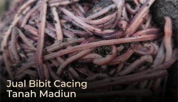 Pijat Surabaya Terbaik | Siap Datang ke Rumah, Hotel, dan Apartemen 12 bibit cacing tanah madiun