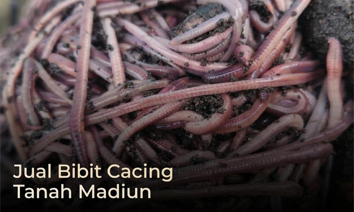 bibit cacing tanah madiun